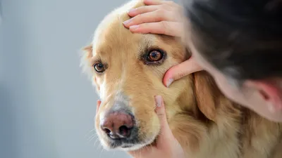 Сухой и теплый нос у собаки или щенка: 8 причин почему и что делать?