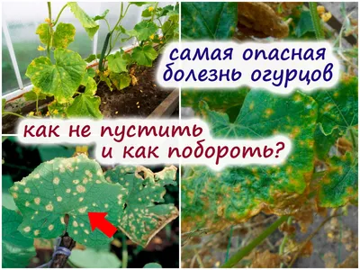 Болезни и вредители огурца. Методы защиты культуры - АГРОШКОЛА