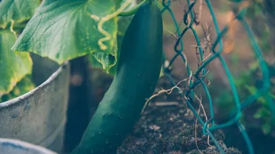 Паутинный клещ на огурцах: методы борьбы | советы экспертов \"Професійне  насіння\"