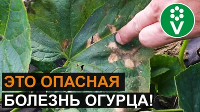 Болезни огурцов в теплице и открытом грунте: описание с фотографиями |  ivd.ru