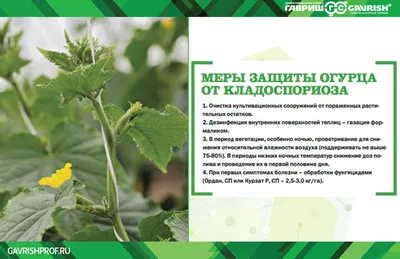 Бактериальное увядание огурцов: фото, причины появления, как избавиться,  препараты Август