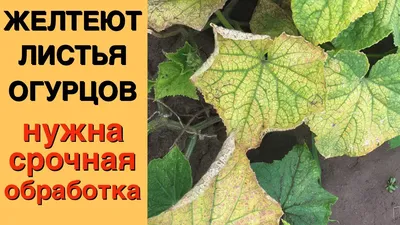 Кладоспориоз огурца. Методы защиты, лечение, профилактика | Гавриш