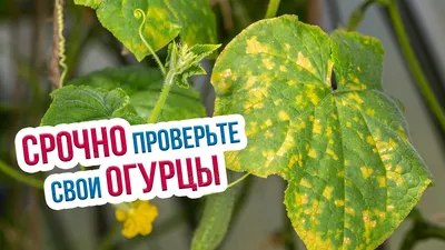 Основные болезни огурцов и меры борьбы с ними | Гавриш Шоп