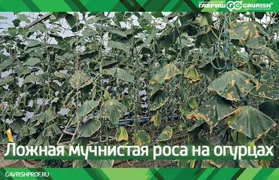 Какие есть болезни и вредители огурцов, как с ними бороться - Бабушкина дача