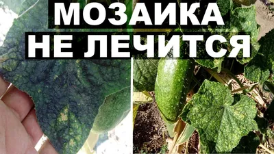 Болезни и вредители огурца. Методы защиты культуры - АГРОШКОЛА