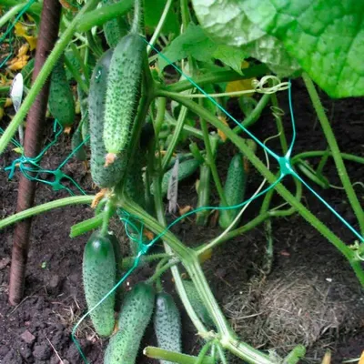 🐛🍅Чем болеют огурцы в теплице – и чем их опрыскать. Чем опрыскать огурцы