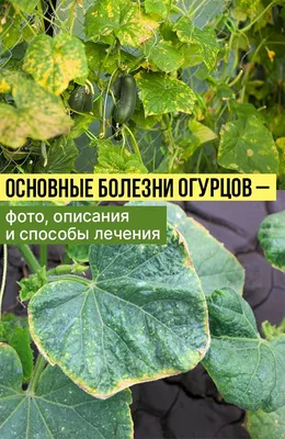 Огурцы: описание, польза и вред для организма человека