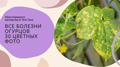 Болезни огурцов: описание с фотографиями