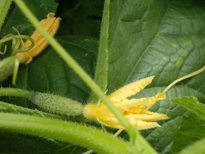 🐛🍅Чем болеют огурцы в теплице – и чем их опрыскать. Чем опрыскать огурцы
