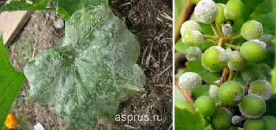 Определитель болезней томатов в картинках и их лечение