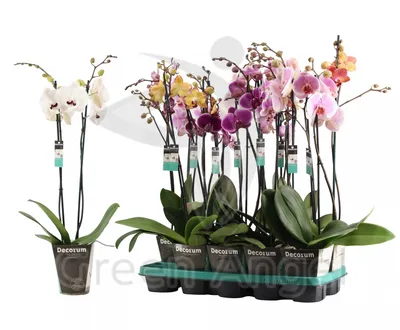 Орхидея Phalaenopsis (отцвёл)