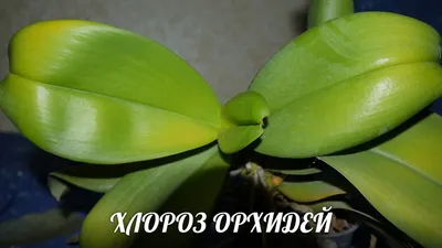 Уход за фаленопсис. Как вырастить здоровую орхидею