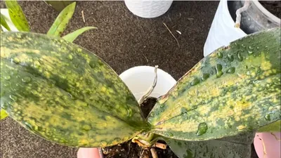 Орхидея Phalaenopsis Singolo Pink (отцвел)