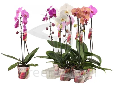 болезни орхидей фаленопсисов | OrchidSale