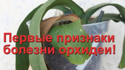 Заболевание на лист орхидеи Стоковое Фото - изображение насчитывающей  макрос, дармоед: 136925626