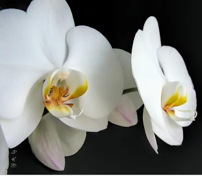 Что делать, если на орхидее появились липкие капли на листьях и цветоносе:  причины и решения проблемы с липким налетом на растении