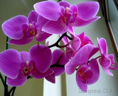 Болезни орхидей и их лечение | ДОМ.САД.ОГОРОД | Дзен