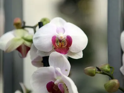 Орхидея Фаленопсис микс 2 ствола в Москве по доступным ценам. Заказать.