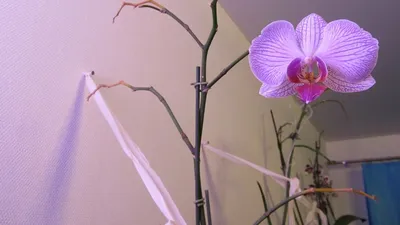 Болезни орхидей и их лечение ч. 2 | По секрету обо всём | Дзен