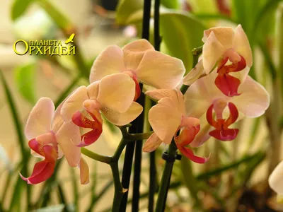 Цветонос у орхидеи после цветения: обрезать или нет?