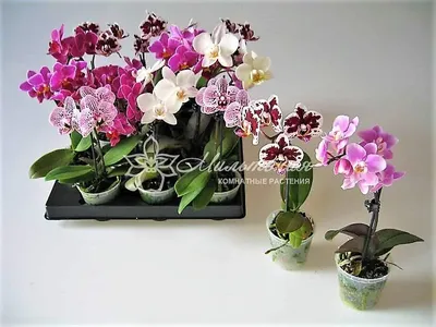 Популярные виды орхидей