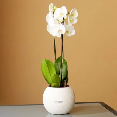 Содержание орхидей в домашних условиях: секреты и советы