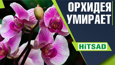 Болезни орхидей - Страница 49 - Форум цветоводов Фрау Флора