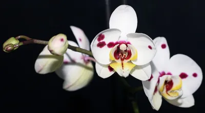 Сорта Орхидей Фаленопсис на букву А