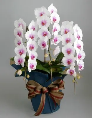Как спасти орхидею: фото, советы и рекомендации по уходу | flori-da.ru