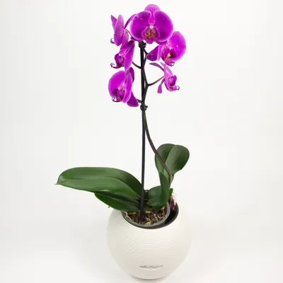 Лечение орхидеи. Советы от fiftyflowers.ru