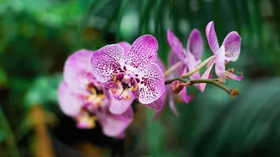 Биопрепарат Доктор орхидей,30мл, БТУ арт. 59263 – купить за 24 грн. в  интернет-магазине Лето 🌿