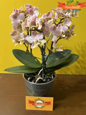 орхидея фаленопсис- уход и содержание известной орхидеи