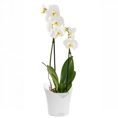 Орхидея Фаленопсис сортовой 2 ствола в Москве по доступным ценам. Заказать.