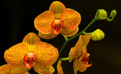 Орхидея фаленопсис: фото, уход в домашних условиях, болезни цветка и их  терапия