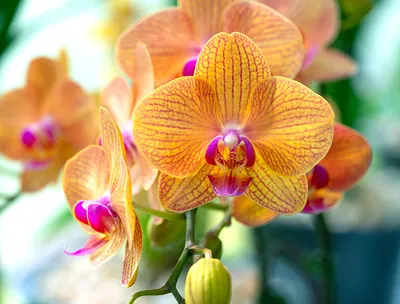 Как спасти орхидею: болезни орхидей и их лечение | ДОМ. САД. ОГОРОД | Дзен