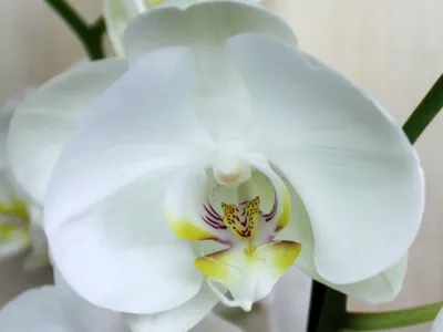 Фузариоз и Ко. ТОП-6 болезней орхидей и как их лечить