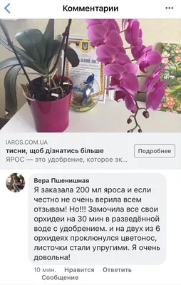 Реальная положительная история о живучести и своеволии орхидеи (фаленопсис).  | Fialki.ru