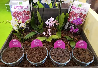 Главные ошибки при уходе за орхидеей – Agro-Market24