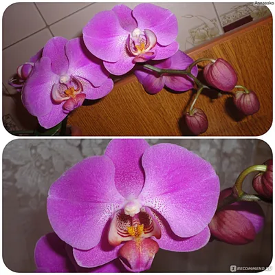 Care of Orchids - Orkide Bakımı - Уход За Орхидеями | Facebook