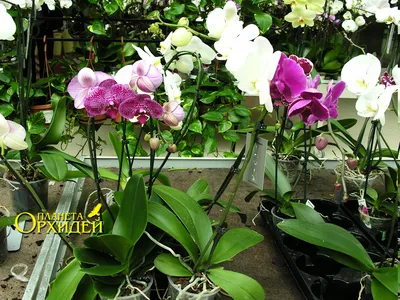Реанимация орхидеи - посадка, уход, фото, как вырастить | Блог Флориум