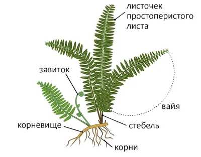 Все, что нужно знать о папоротнике, прежде чем посадить его на своем  участке | В цветнике (Огород.ru)