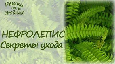 ДИЧЬ | МЯСО | ДЕЛИКАТЕСЫ | РОСТОВ on Instagram: \"🔸Папоротники — это одно  из древнейших высших растений, появившееся около 400 млн лет назад в  девонском периоде палеозойской эры. 🔸 Большинство этих древних