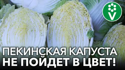 Капуста пекинская