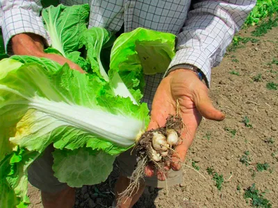 На капусте не завязывается кочан