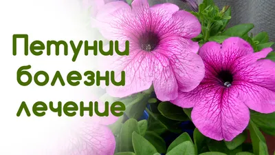 Болезни петуний. Профилактика и лечение хлороза и мучнистой росы - YouTube
