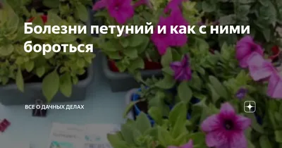 Болезни петуний и как с ними бороться | Все о дачных делах | Дзен