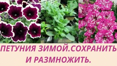 Вегетативная петуния.Черенкование петунии. Размножение петунии черенками. Болезни  петуний.Лечение. - YouTube