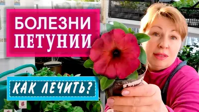 Петуния пазушноцветная (Petunia axillaris) - PictureThis