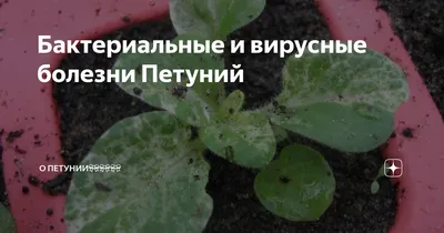 Набор петуний \"Зацветёт\" от Марины Патриной – купить Подарочные наборы в  Москве, доставка по России через интернет-магазин
