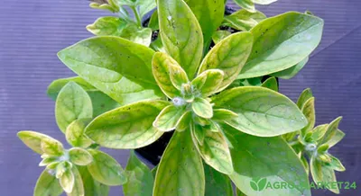 Желтеют листья у петунии: болезни петунии - Agro-Market